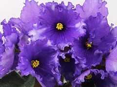 Фото Фиалка АВ-777-23, сеянец