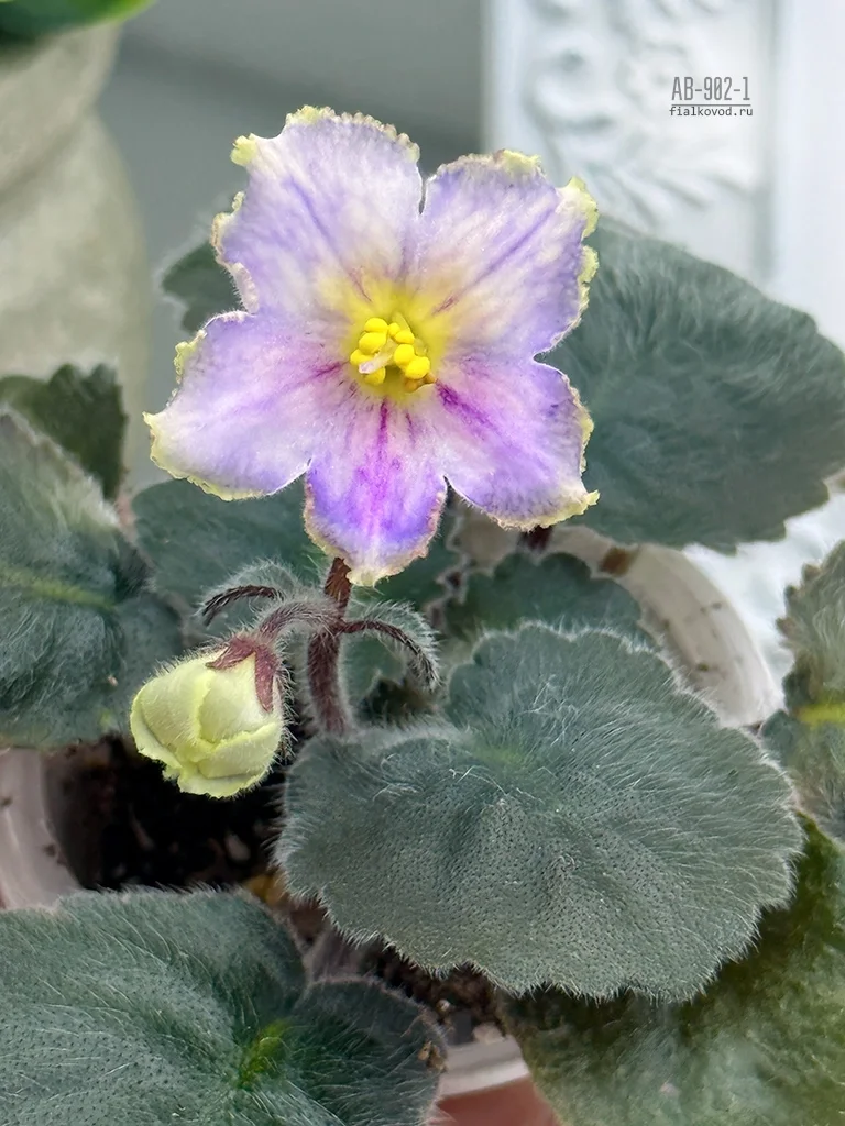 Фото Фиалка АВ-902-1, сеянец