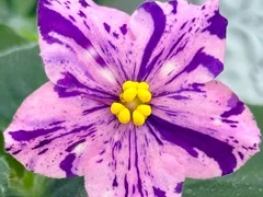 Фото Фиалка АВ-898-144, сеянец