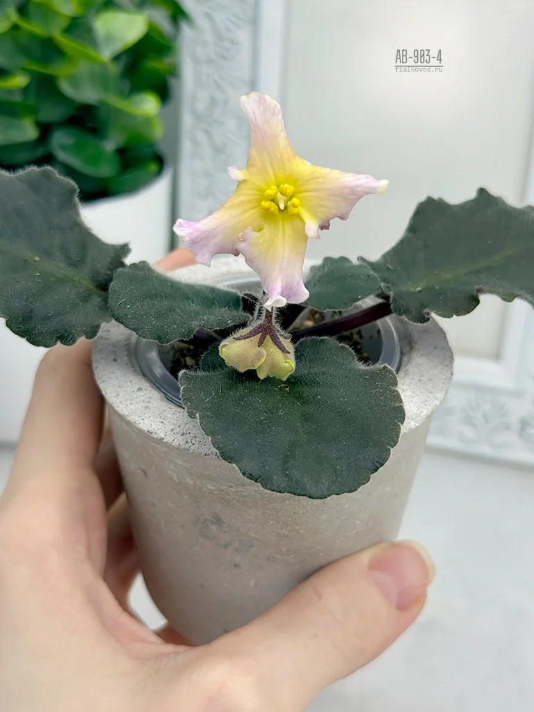 Фото Фиалка АВ-903-4, сеянец