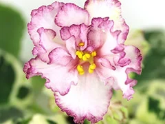 Фото Фиалка АВ-812-59, сеянец