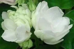 Фото Фиалка АЛЕН-Кисти Хмеля 