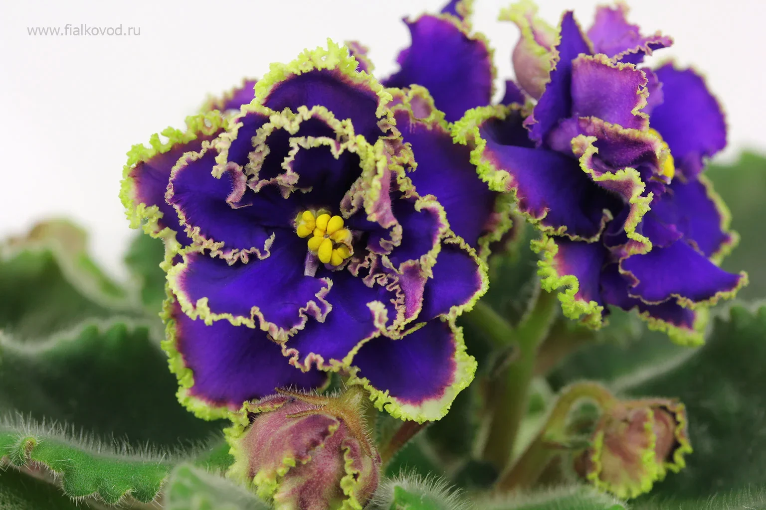 Фото Фиалка АВ-845-118, сеянец