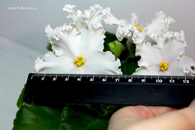 АВ-766-28, сеянец.