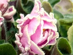 Фото Фиалка АВ-876-126, сеянец