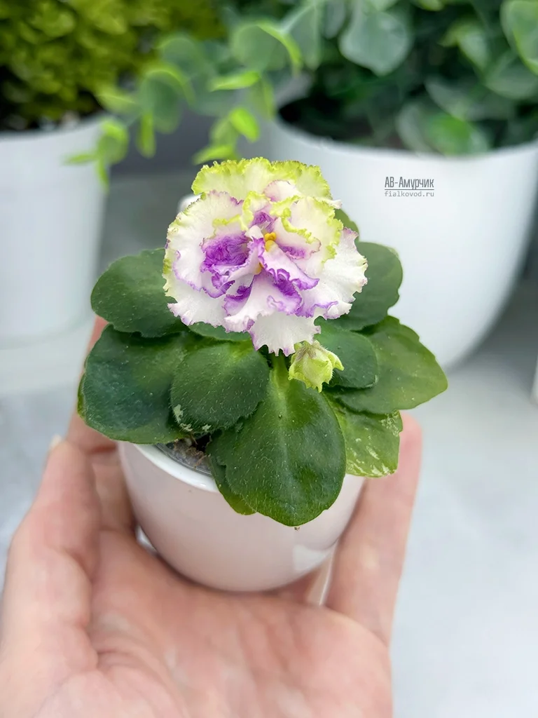 АВ-Амурчик (856-125)