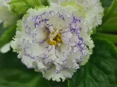 Фото Фиалка НК-Рiдний Край