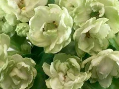 Фото Фиалка Irish Glen