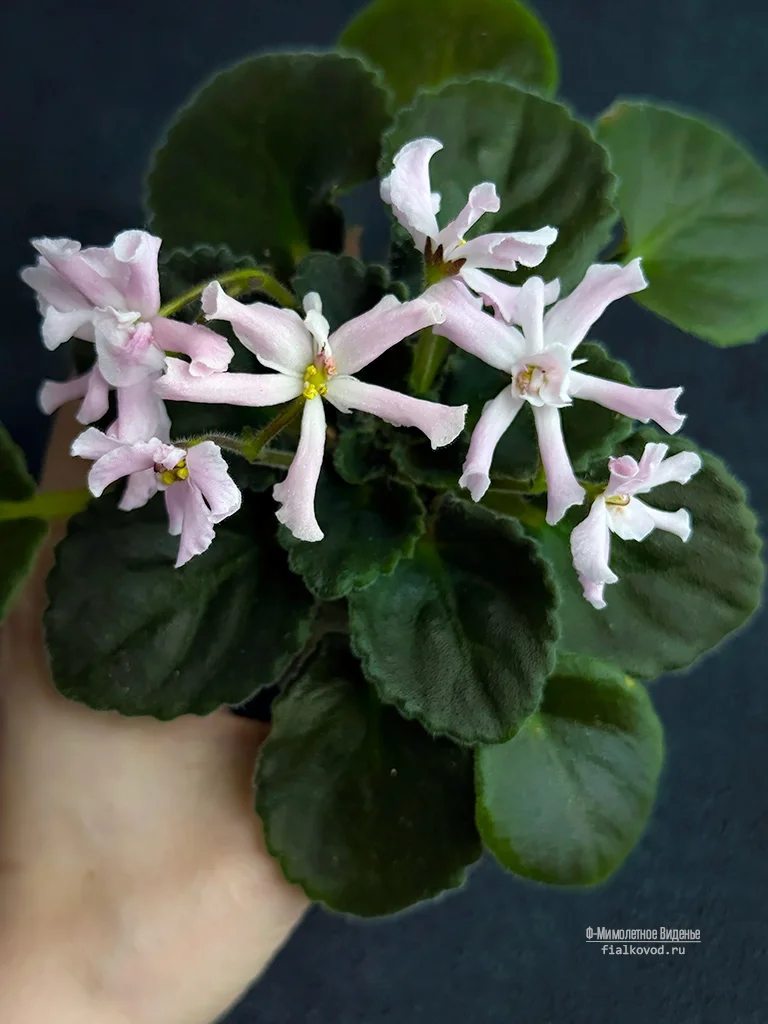 Ф-Мимолетное Виденье