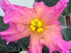 Фото Фиалка АВ-903-1, сеянец