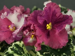 Фото Фиалка АВ-764-55, сеянец