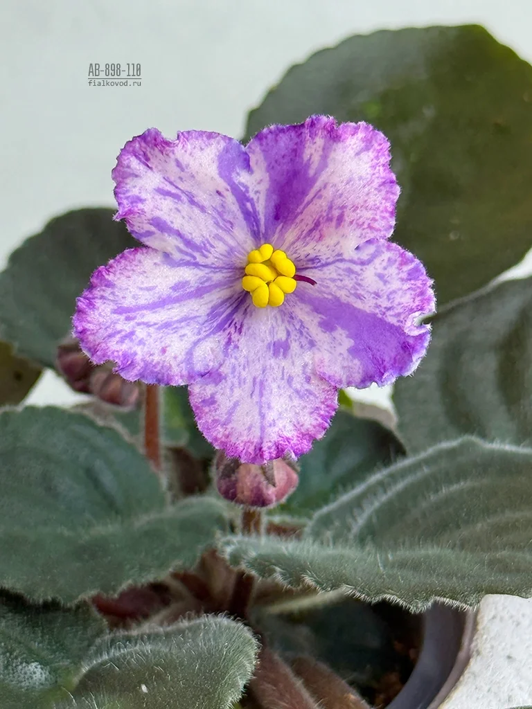 Фото Фиалка АВ-898-110, сеянец