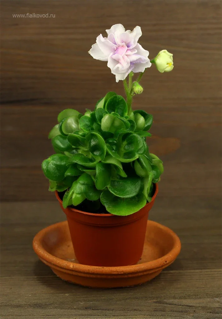 АВ-833-55, сеянец