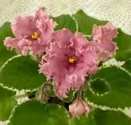 Фото Фиалка Dn-Арбузное Настроение