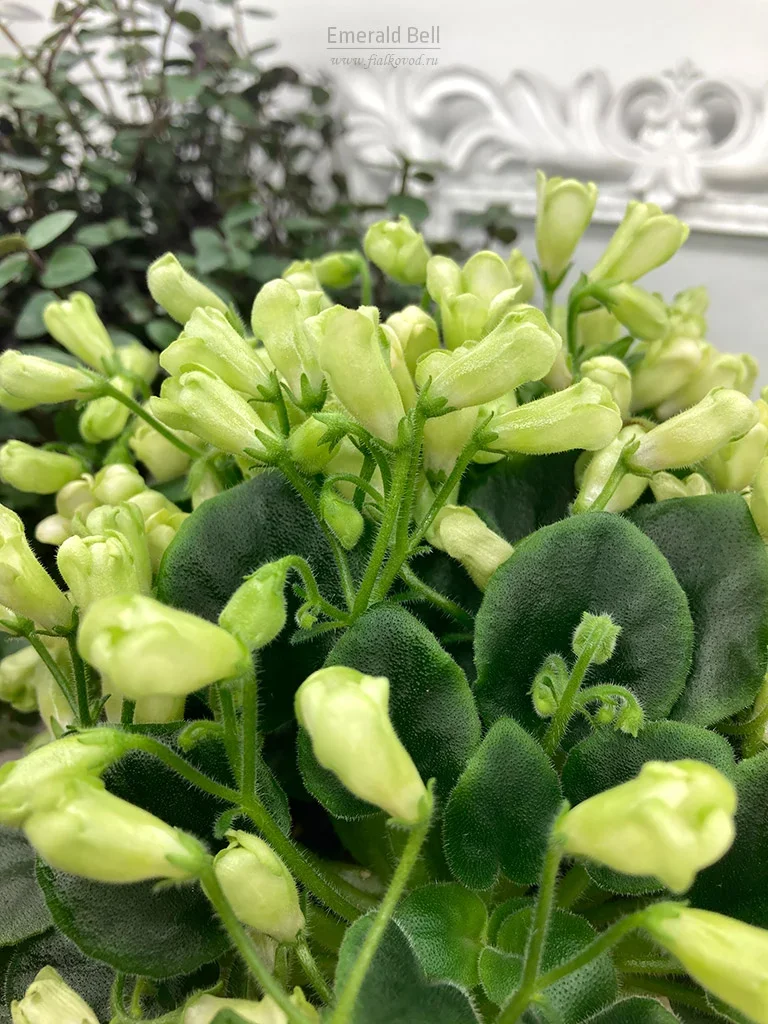 Фото Фиалка Emerald Bell