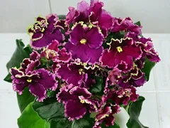 Фото Фиалка Огненные Мотыльки