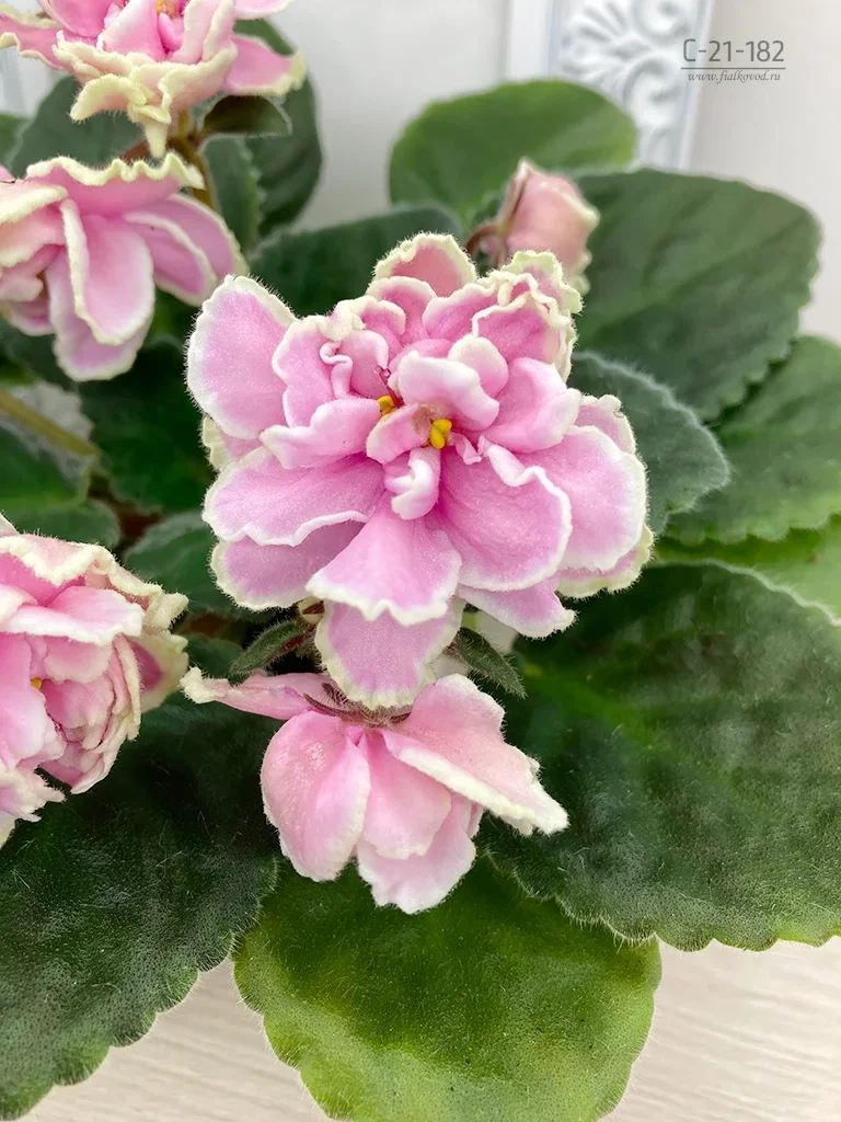 Фото Фиалка С-Женские Секреты (21-193)