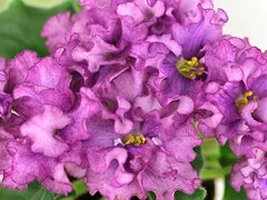 Фото Фиалка АВ-795-80, сеянец