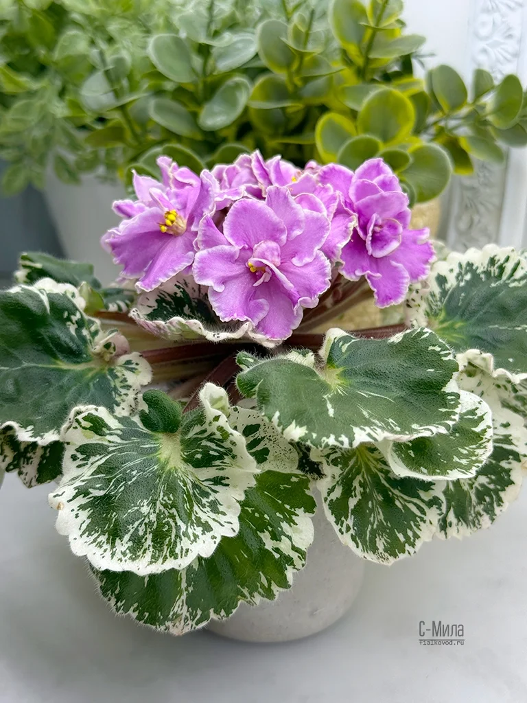 Фото Фиалка С-Мила (25-69)