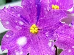 Фото Фиалка С-Снежки (25-73)