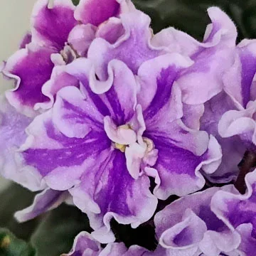 Фото Фиалка Calico Queen