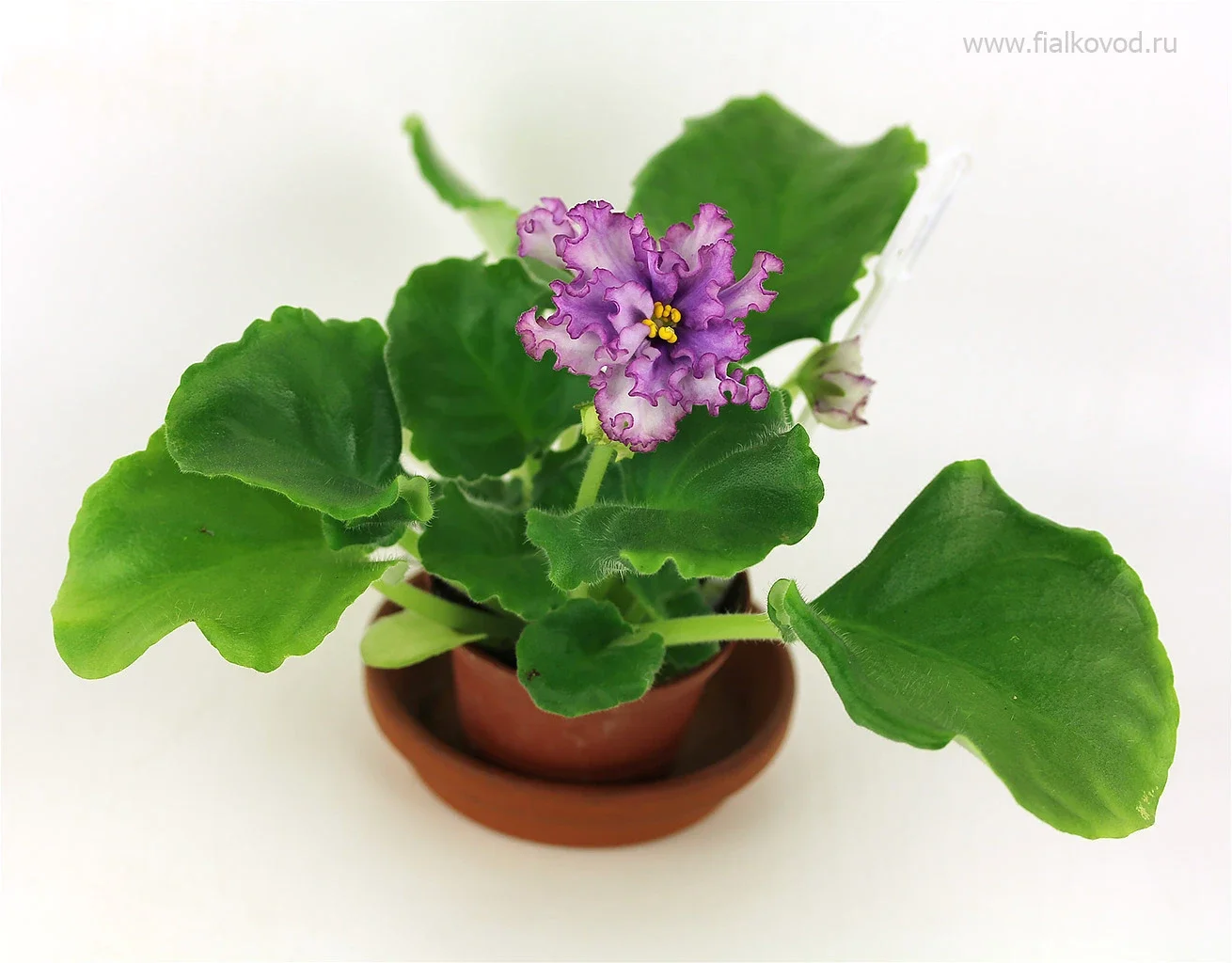 АВ-795-94, сеянец.