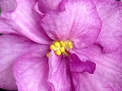 Фото Фиалка С-Притяжение (25-71)