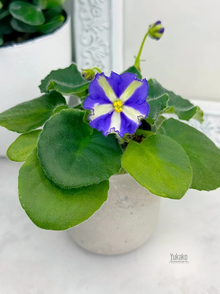 Фото Фиалка Yukako