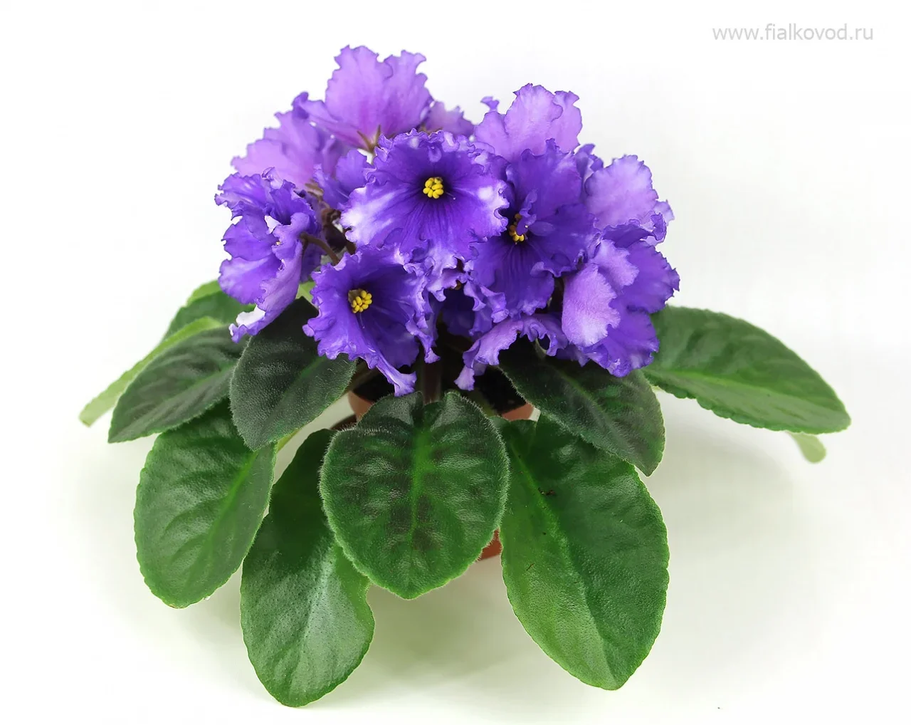 Фото Фиалка АВ-777-23, сеянец