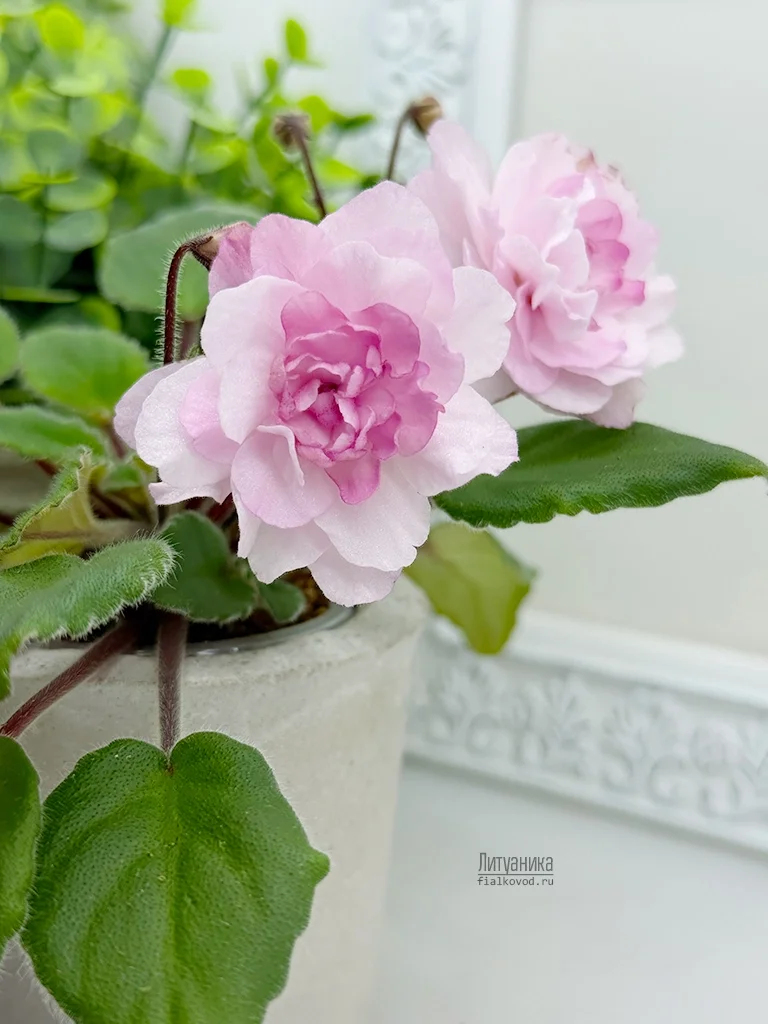 Фото Фиалка Литуаника