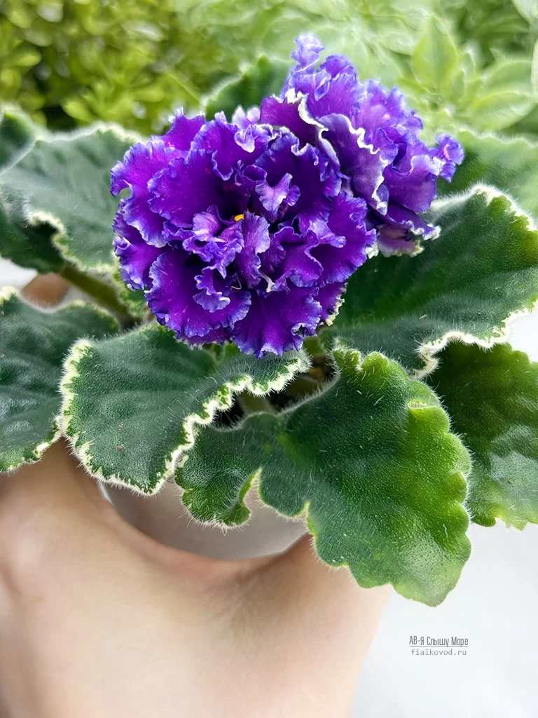 АВ-Я Слышу Море