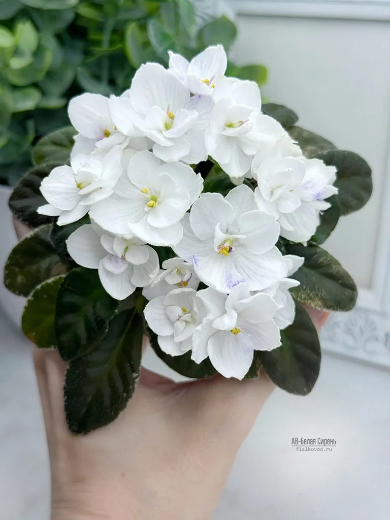 АВ-Белая Сирень