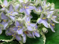 Фото Фиалка Frosty Frolic