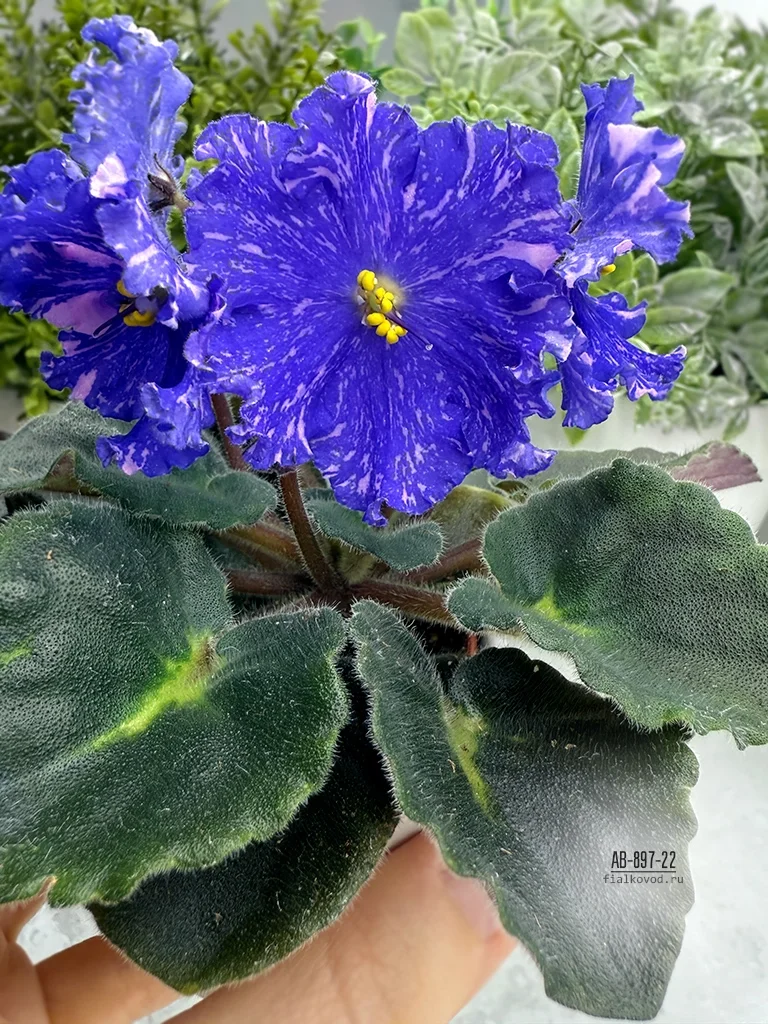 АВ-897-22, сеянец