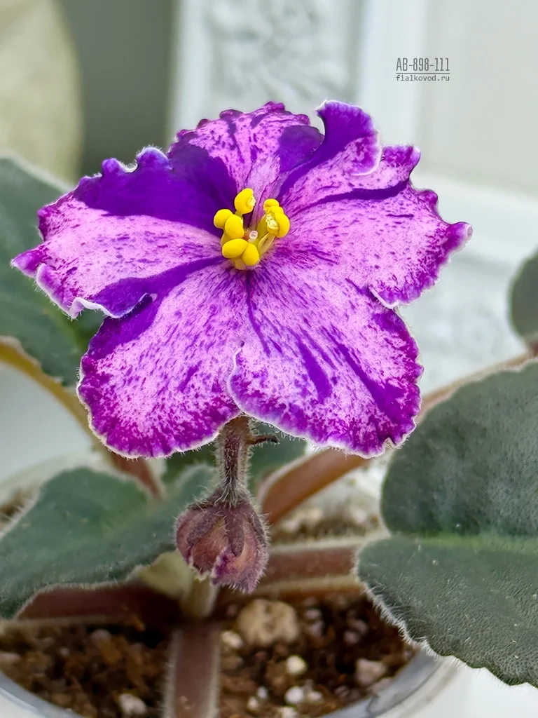 Субботние рабочие моменты. Два сеянца