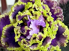 С-Сердце Леса (25-31)