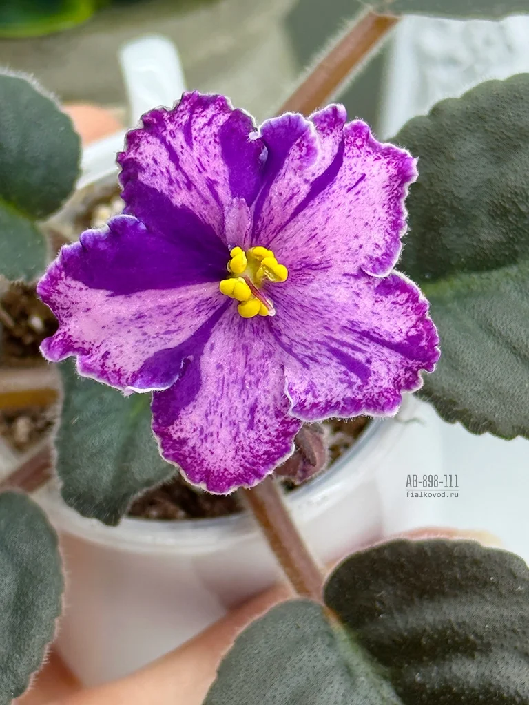 Фото Фиалка АВ-898-111, сеянец