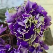 Фото Фиалка РС-Дремучий Лес