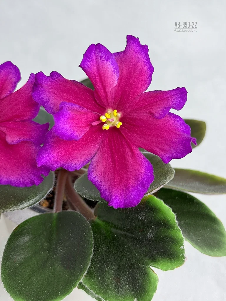 АВ-899-22, сеянец