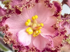 Фото Фиалка АВ-895-88, сеянец