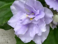 Фото Фиалка Smokey Moon