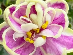 Фото Фиалка АВ-Варенье из Лепестков Роз, темный спорт