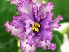 Фото Фиалка АВ-795-94, сеянец