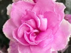 Фото Фиалка Rose Bouquet