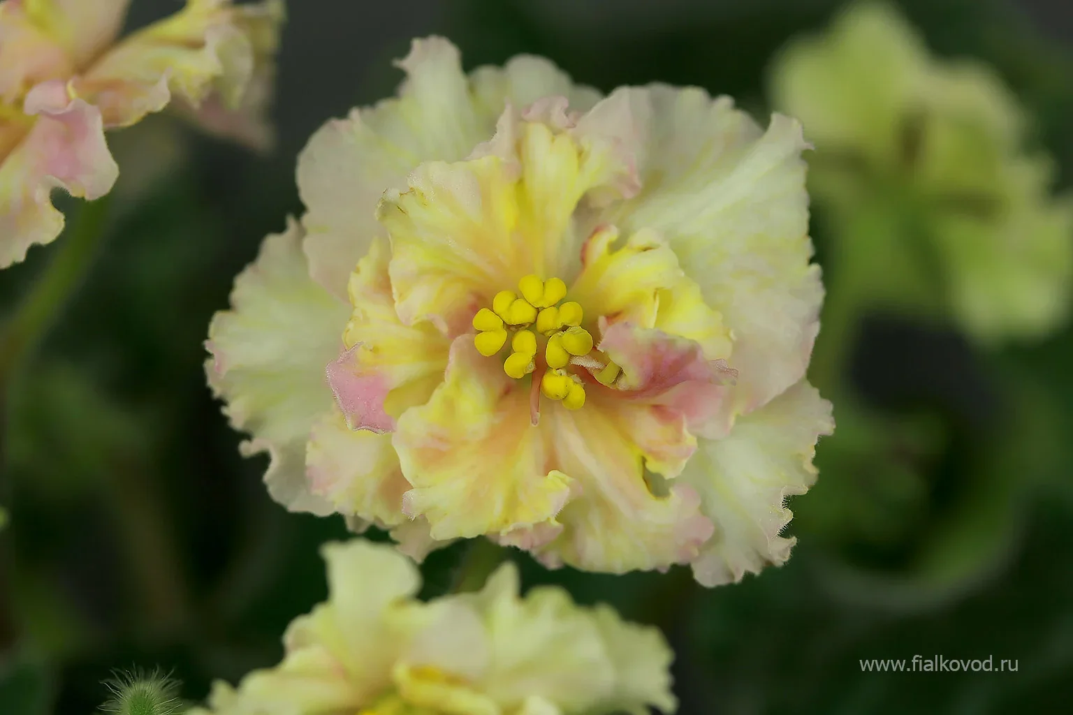 Фото Фиалка АВ-799-12, сеянец