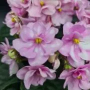 Фото Фиалка Hunter's Dew Drop