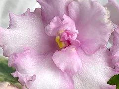 Фото Фиалка АВ-886-2, сеянец