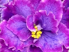 Фото Фиалка С-Звездная Пыль (25-71)