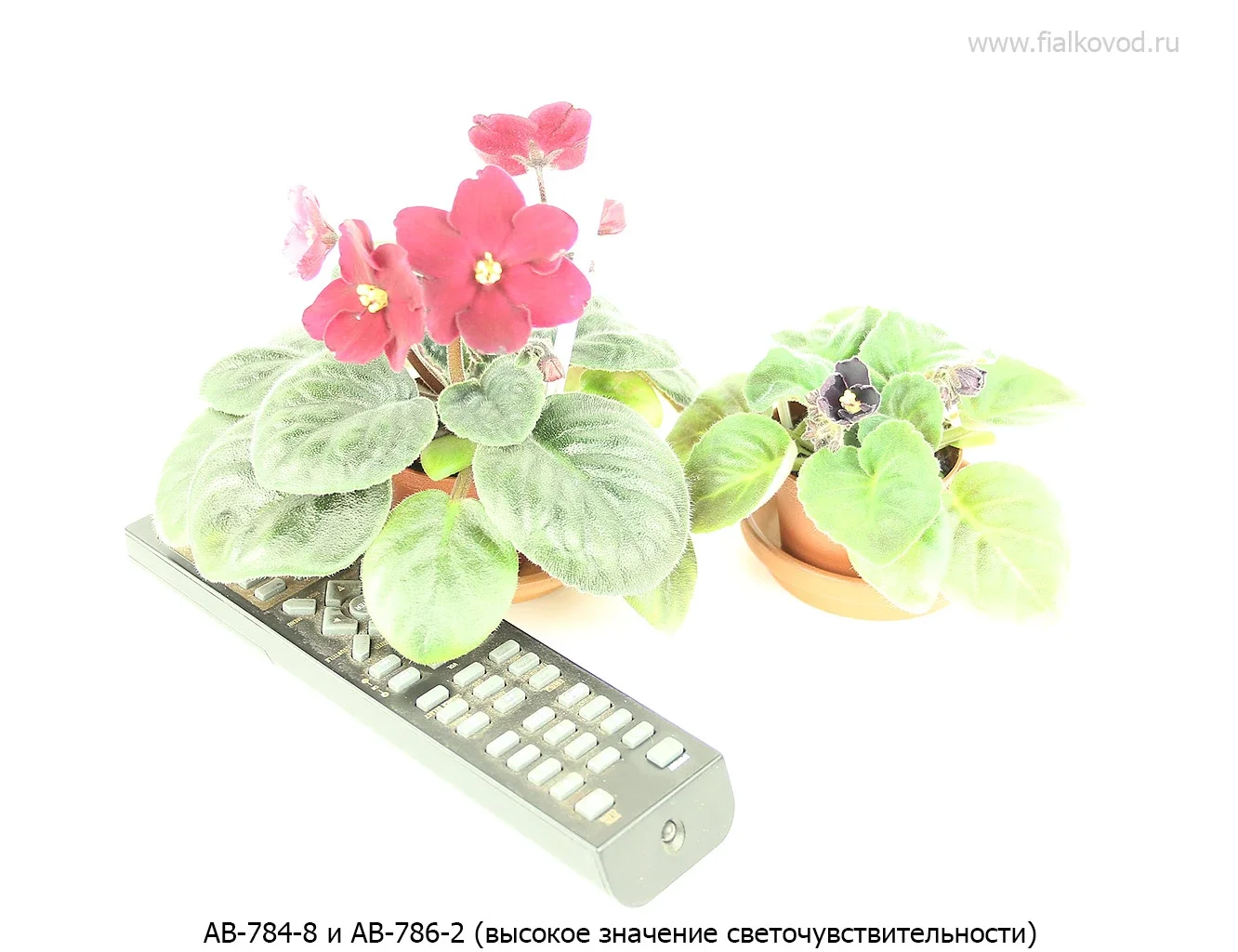 АВ-786-2. Черная фиалка.