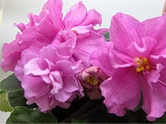 Фото Фиалка ЕК-Ласковый Май